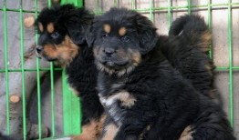 藏獒先生爆料了吗视频播放,揭秘背后惊人真相